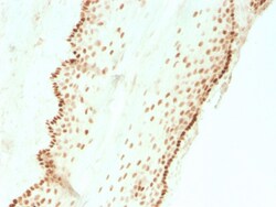 Biotium&nbsp;SOX2 (Embryonic Stem Cell Marker)(SOX2/3811R), CF594 conjugate, 0.1mg/mL