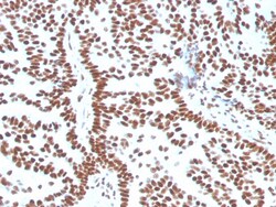 Biotium&nbsp;Estrogen Receptor, alpha (Marker of Estrogen Dependence)(ESR1/3556), CF647 conjugate, 0.1mg/mL