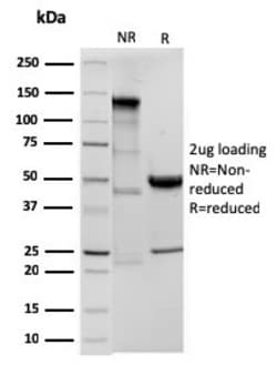 Biotium&nbsp;Ornithine Decarboxylase-1 (ODC-1)(ODC1/3636R), 0.2mg/mL