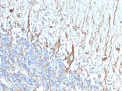 Biotium&nbsp;Neurofilament (H+L) (Neuronal Marker)(2F11), CF488A conjugate, 0.1mg/mL