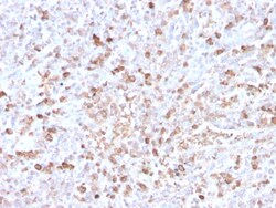 Biotium&nbsp;Human Lambda Light Chain (B-Cell Marker)(LLC/3778R), Biotin conjugate, 0.1mg/mL