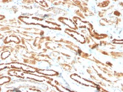 Biotium&nbsp;Erythropoietin (EPO) (Marker of Placentation Disorders)(EPO/3793R), 0.2mg/mL
