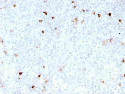 Biotium&nbsp;IgM (Immunoglobulin Mu Heavy Chain) (B-Cell Marker)(rIM260), CF405S conjugate, 0.1mg/mL