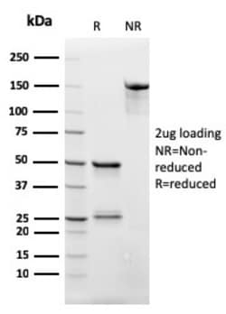 Biotium&nbsp;CD3e (T-Cell Marker)(rC3e/2479), CF640R conjugate, 0.1mg/mL