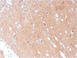 Biotium&nbsp;Tubulin beta 3 / TUBB3 (Neuronal & Stem Cell Marker)(TUBB3/3731), CF405S conjugate, 0.1mg/mL
