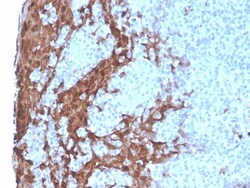 Biotium&nbsp;Granulocyte-Colony Stimulating Factor (G-CSF)(rCSF3/900), CF405S conjugate, 0.1mg/mL