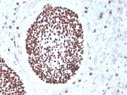 Biotium&nbsp;SOX2 (Embryonic Stem Cell Marker)(rSOX2/1791), CF405S conjugate, 0.1mg/mL