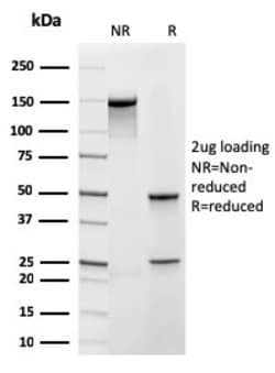 Biotium&nbsp;Frataxin (Mitochondrial Marker)(rFXN/2124), CF405S conjugate, 0.1mg/mL