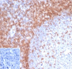Biotium&nbsp;CD3e (T-Cell Marker)(rC3e/1931), CF640R conjugate, 0.1mg/mL