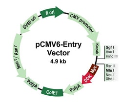 OriGene&nbsp;pCMV6-Entry Mammalian Expression Vector, 10 ug