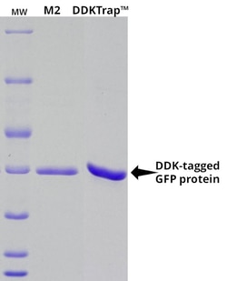 OriGene&nbsp;DDKTrap Anti-DDK Affinity Resin, 5 mL
