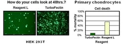 OriGene&nbsp;TurboFectin 8.0 Transfection Reagent (5 mL in 5 vials)