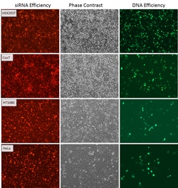 OriGene&nbsp;siTran 2.0 siRNA transfection reagent (0.5 ml)