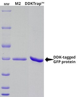 ORIGENE TECHNOLOGIES INC&nbsp;DDKTrap Anti-DDK Affinity Resin, 2x 5 mL