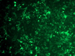 OriGene&nbsp;Lentiviral Control Particles, x10^7 TU/ml, 5x500 ul