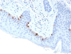 Biotium&nbsp;Tyrosinase-Related Protein-1 (TYRP-1) (Melanoma Marker)(TYRP1/3283), 0.2mg/mL