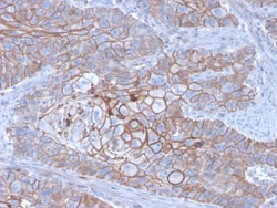 Biotium&nbsp;E-Cadherin (CDH1) / CD324 (Intercellular Junction Marker)(CDH1/3256), 0.2mg/mL