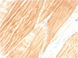 Biotium&nbsp;Sarcomeric Actinin Alpha 2 / ACTN2(ACTN2/3295), 0.2mg/mL