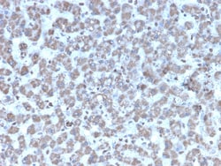 Biotium&nbsp;Prohibitin (Mitochondrial Marker)(PHB/3194), 0.2mg/mL