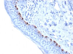 Biotium&nbsp;Tyrosinase-Related Protein-1 (TYRP-1) (Melanoma Marker)(TYRP1/3284), 0.2mg/mL
