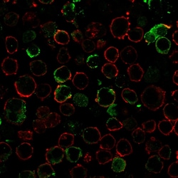 Biotium&nbsp;LMO2 (B-Cell Marker)(LMO2/3147R), 0.2mg/mL