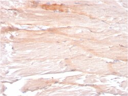 Biotium&nbsp;Dystrophin (DMD) (Marker of Duchenne and Becker Muscular Dystrophy)(DMD/3241), 0.2mg/mL