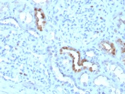 Biotium&nbsp;Calbindin 1 (CALB1)(CALB1/3333), 0.2mg/mL