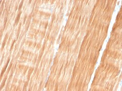 Biotium&nbsp;Sarcomeric Actinin Alpha 2 / ACTN2(ACTN2/3293), 0.2mg/mL