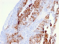 Biotium&nbsp;CD262 / DR5(DR5/3381), 0.2mg/mL