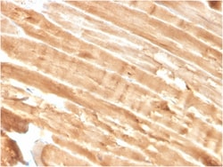 Biotium&nbsp;Dystrophin (DMD) (Marker of Duchenne and Becker Muscular Dystrophy)(DMD/3244), 0.2mg/mL