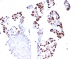 Biotium&nbsp;RNA Polymerase II(CTD4H8), 1mg/mL