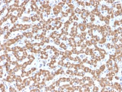 Biotium&nbsp;Prohibitin (Mitochondrial Marker)(PHB/3229), 0.2mg/mL