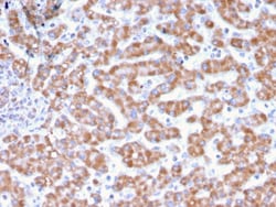 Biotium&nbsp;Prohibitin (Mitochondrial Marker)(PHB/3231), 0.2mg/mL