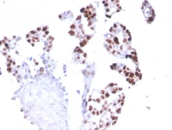 Biotium&nbsp;RNA Polymerase II(CTD4H8), 0.2mg/mL