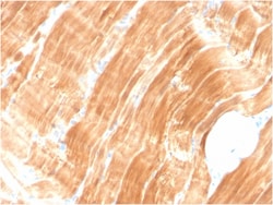 Biotium&nbsp;Sarcomeric Actinin Alpha 2 / ACTN2(ACTN2/3294), 0.2mg/mL