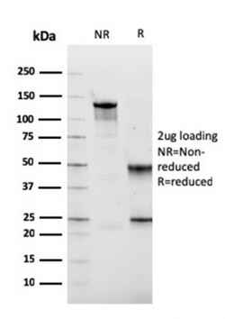 Biotium&nbsp;Fibronectin(FN1/2949), 0.2mg/mL