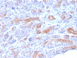 Biotium&nbsp;MRP3 (Multidrug Resistance-Associated Protein 3)(ABCC3/2971), 0.2mg/mL