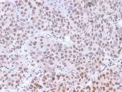 Biotium&nbsp;RNA Polymerase II CTD Repeat YSPTSPS (Phospho S5)(CTD 8A7), 1mg/mL