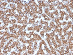 Biotium&nbsp;Prohibitin (Mitochondrial Marker)(PHB/3226), 0.2mg/mL