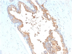 Biotium&nbsp;Transferrin (Early Marker of Oligodendrocytes)(TF/3001), 1mg/mL