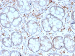 Biotium&nbsp;CD209 / DC-SIGN (Pathogen Receptor on Dendritic Cells)(rC209/1781), Biotin conjugate, 0.1mg/mL