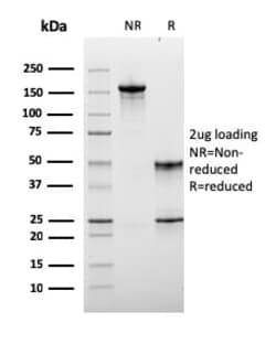 Biotium&nbsp;Lymphocyte Activation Gene 3 (LAG-3) (Negative Checkpoint Regulator)(LAG3/3261), 0.2mg/mL