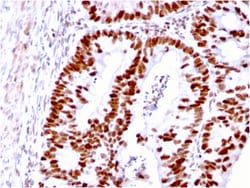 Biotium&nbsp;MSH6 (DNA Mismatch Repair Protein)(MSH6/3085), 1mg/mL