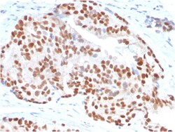 Biotium&nbsp;NKX3.1 (Metastatic Prostate Adenocarcinoma Marker)(NKX3.1/3347), Biotin conjugate, 0.1mg/mL