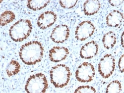 Biotium&nbsp;MCM6 (Proliferation Marker)(MCM6/2999), 0.2mg/mL