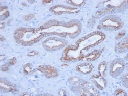 Biotium&nbsp;Cytokeratin, pan (Epithelial Marker)(PCK/3150), 0.2mg/mL