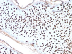 Biotium&nbsp;Histone H1 (Pan Nuclear Marker)(AE-4), 0.2mg/mL