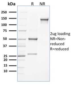 Biotium&nbsp;CLEC9A / DNGR1 (Dendritic Cell Marker)(8F9), 0.2mg/mL