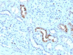 Biotium&nbsp;Calbindin 1 (CALB1)(CALB1/3333), CF488A conjugate, 0.1mg/mL