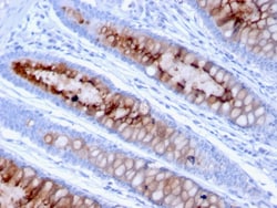 Biotium&nbsp;MUC4 (Mucin 4 / Gastric Mucin)(MUC4/3105), CF640R conjugate, 0.1mg/mL